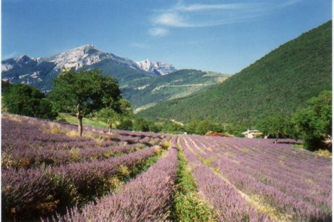 Champ de lavandin, près de Die - Drôme - Rhone Alpes