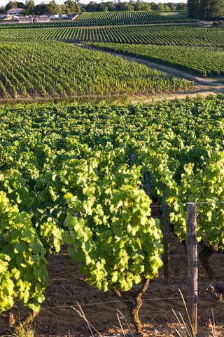 Sauternes, les vignobles - Gironde - Aquitaine 