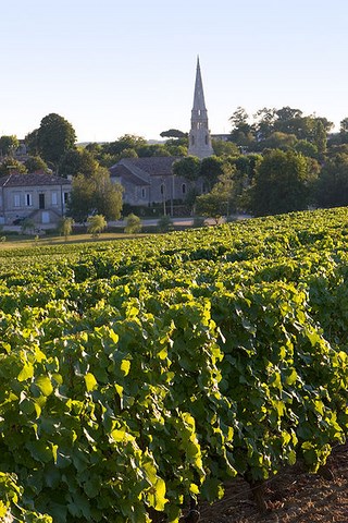 Sauternes, le vignoble - Gironde - Aquitaine 