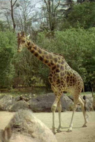 Zoo de Doué la Fontaine, girafe -  Maine et Loire - Pays de Loire