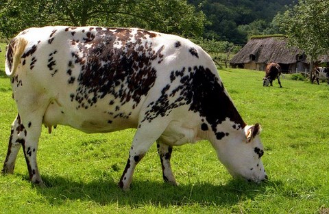 Vaches normandes