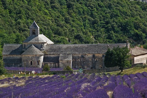 Gordes - abbaye de Senanque - Vaucluse - alpes-provence-cote d'azur (PACA)