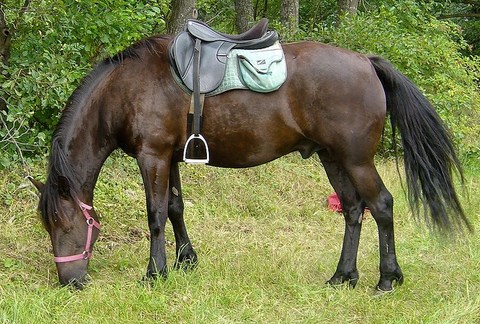 Randonnée équestre en Auvergne - cheval au repos