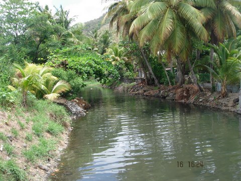 Martinique, rivière et forêt